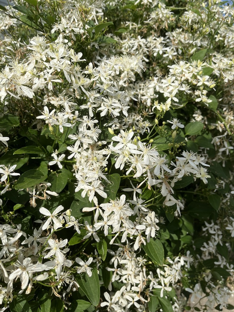 Clematis terniflora var. terniflora