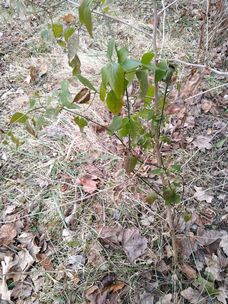 Clematis terniflora var. terniflora photo 2