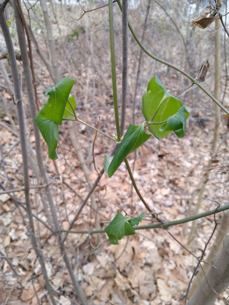 Clematis terniflora var. terniflora photo 3
