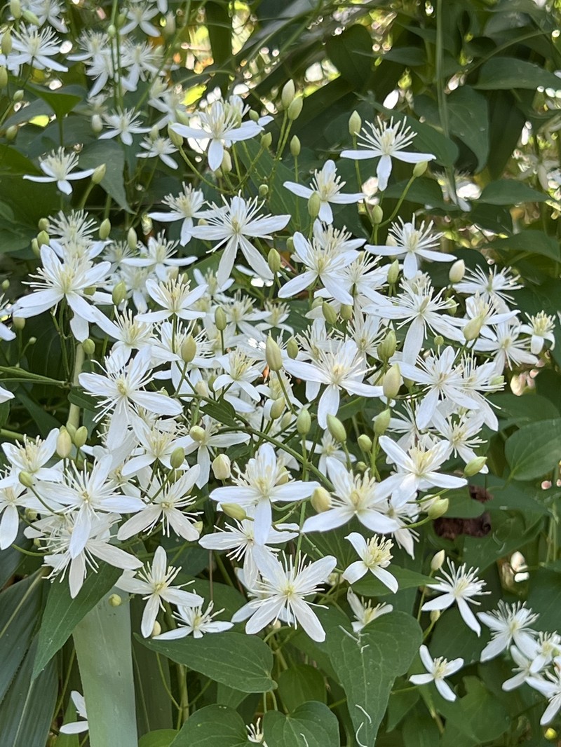 Clematis terniflora var. terniflora photo 4
