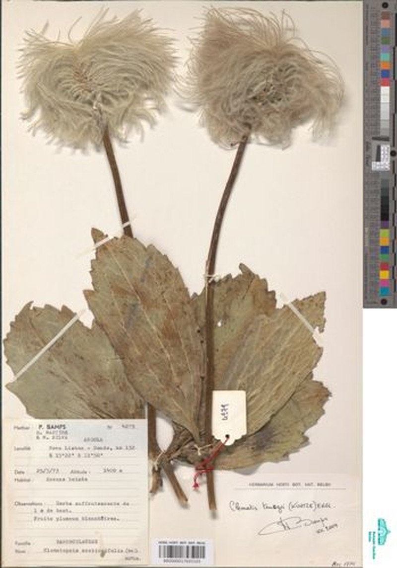 Clematis teuszii