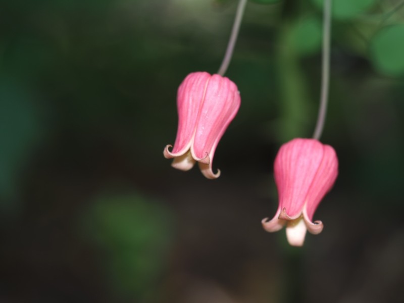 Scarlet Leather Flower