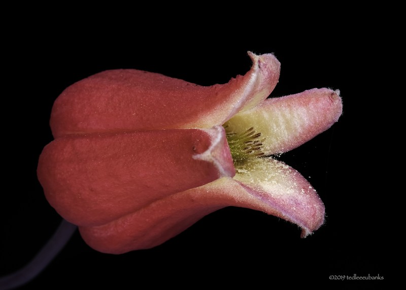 Scarlet Leather Flower photo 3