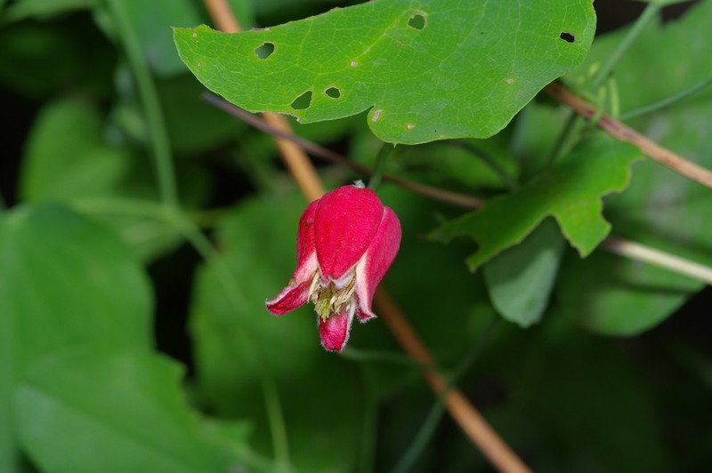 Scarlet Leather Flower photo 4