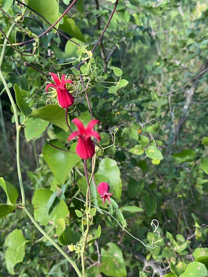 Scarlet Leather Flower photo 6