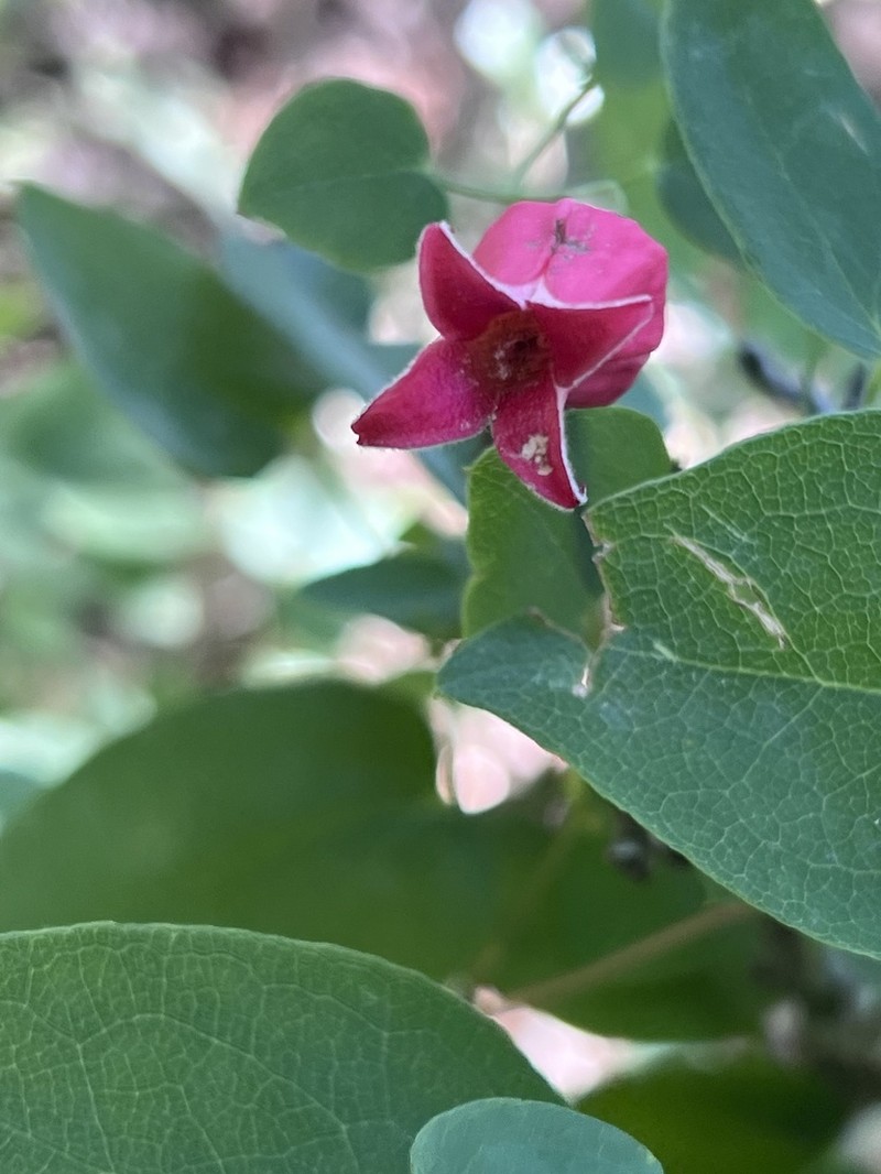 Scarlet Leather Flower photo 8