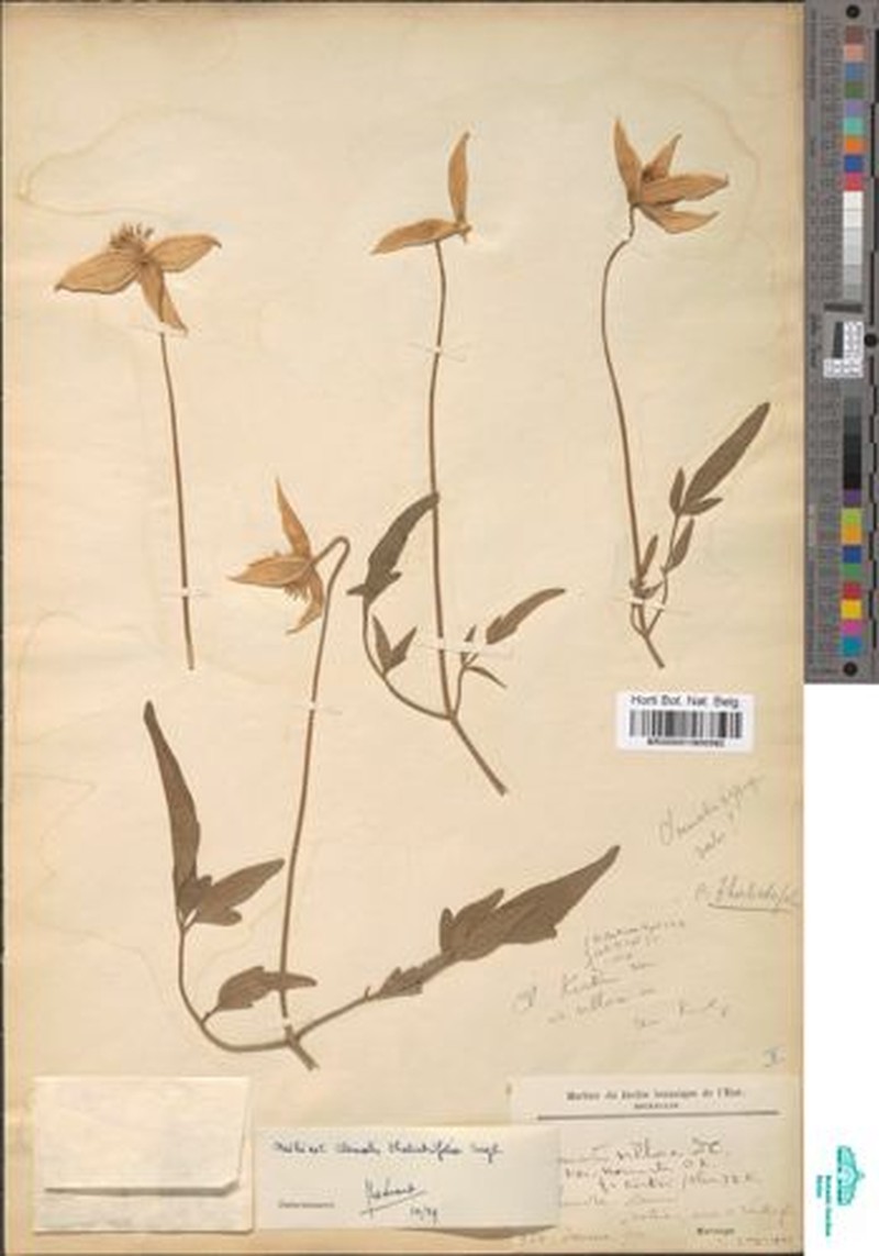 Clematis thalictrifolia