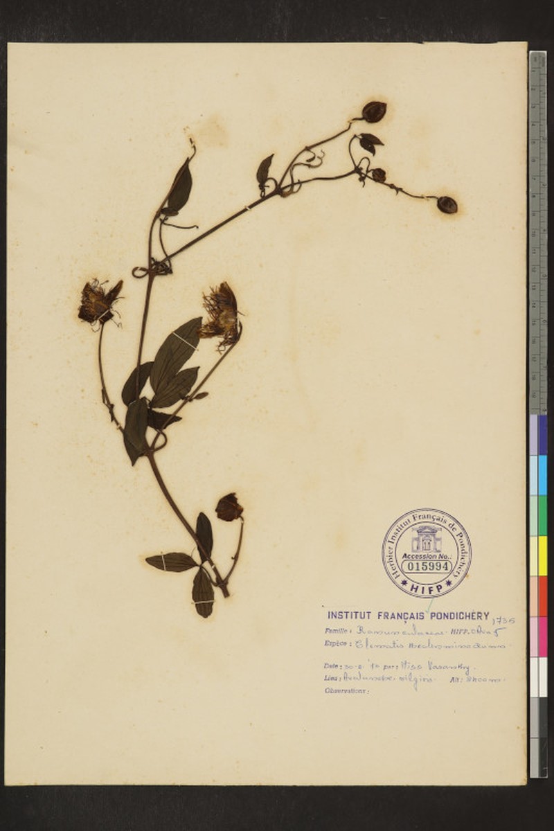 Clematis theobromina