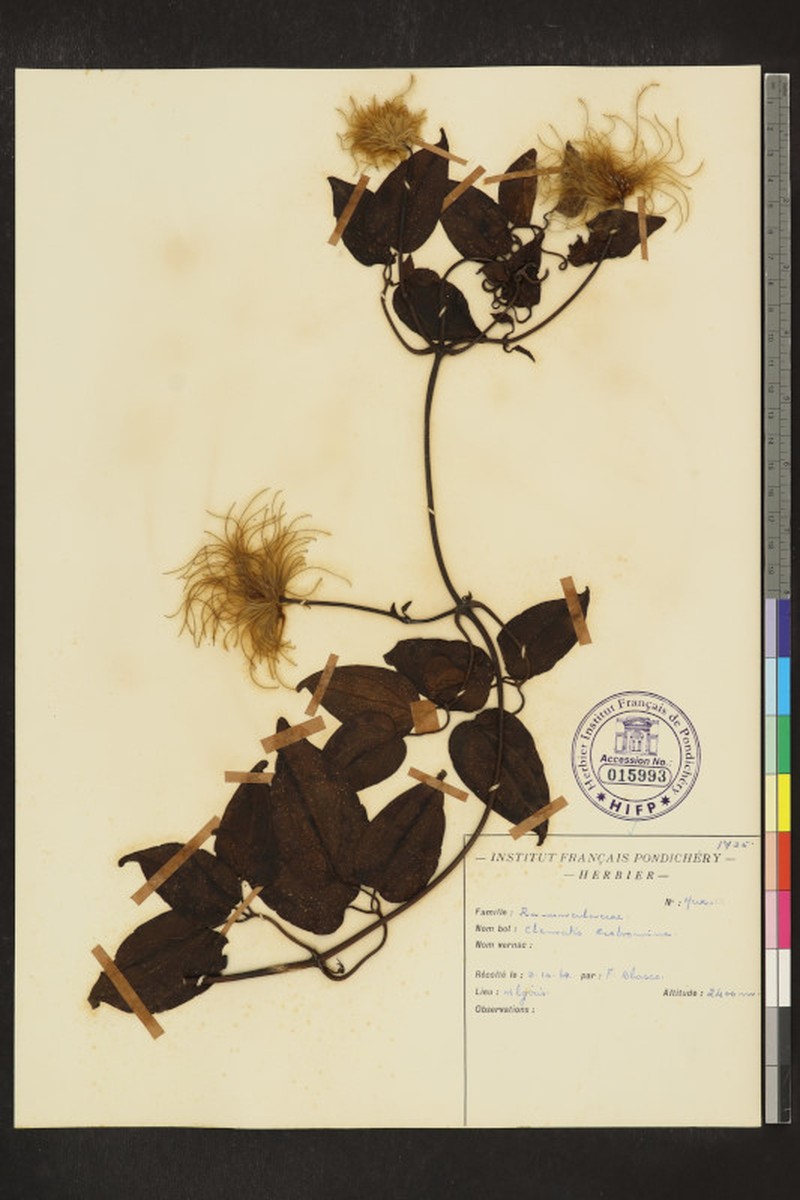 Clematis theobromina photo 2