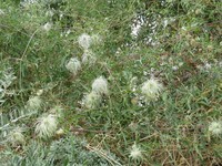Clematis tibetana