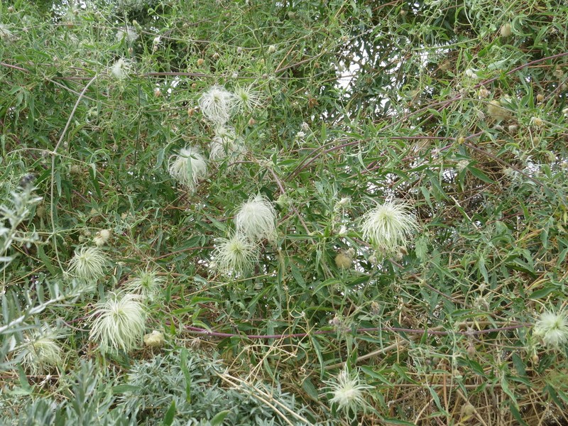 Clematis tibetana