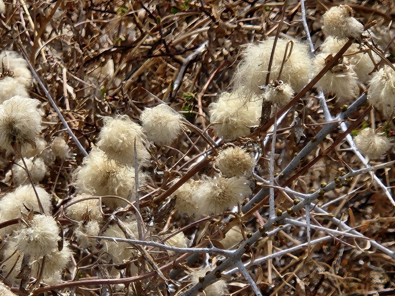 Clematis tibetana photo 2