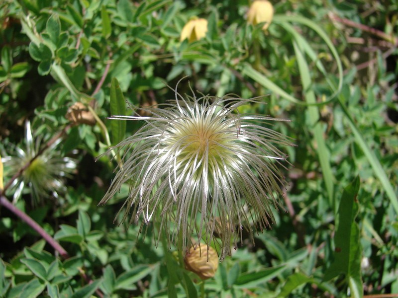 Clematis tibetana photo 3