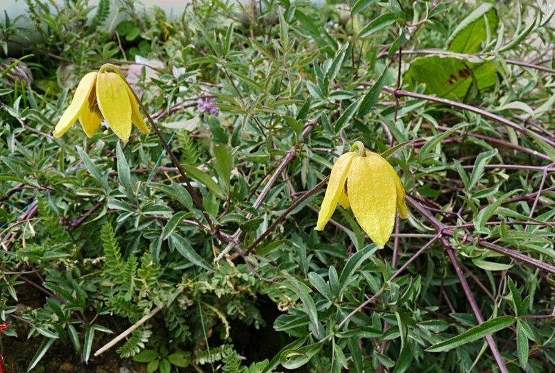 Clematis tibetana photo 4