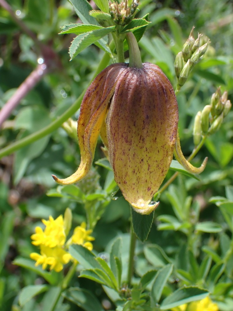 Clematis tibetana photo 5