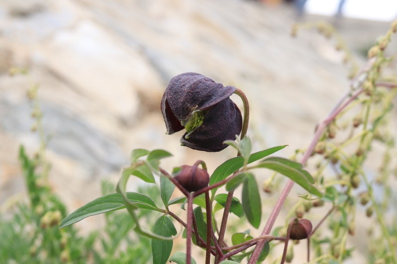 Clematis tibetana photo 7