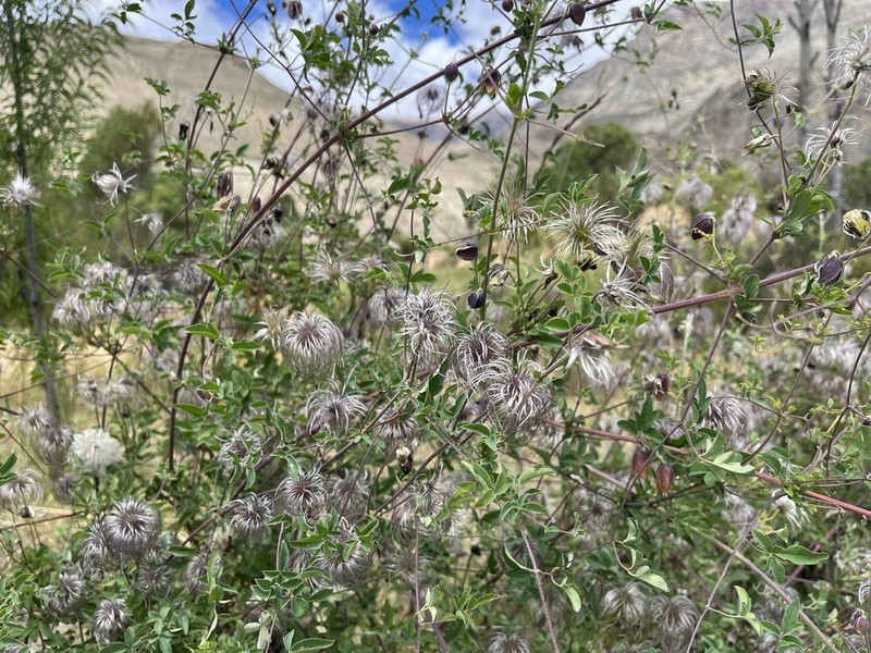 Clematis tibetana photo 8