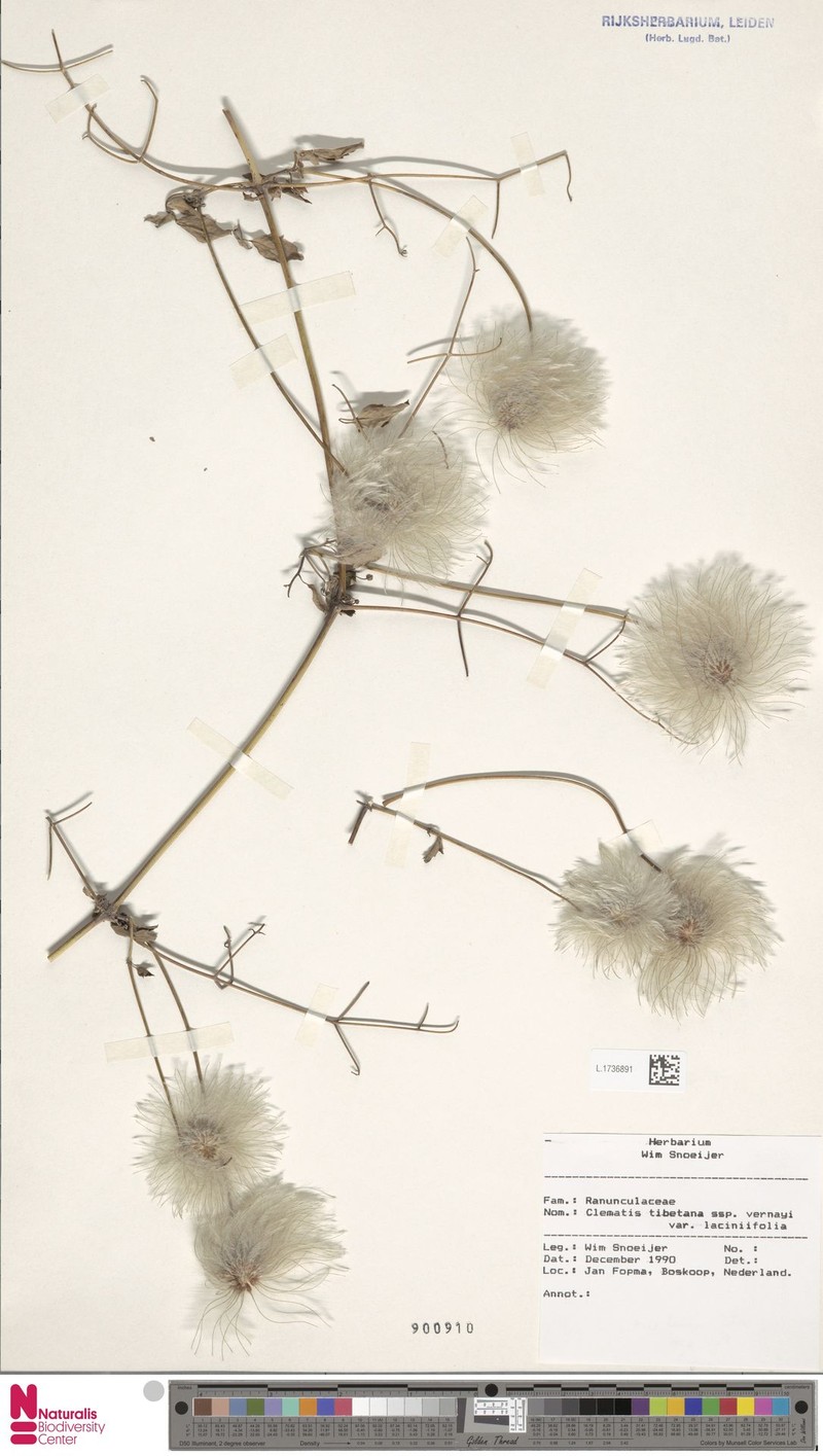 Clematis tibetana var. laciniifolia