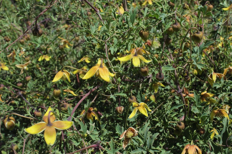 Clematis tibetana var. vernayi