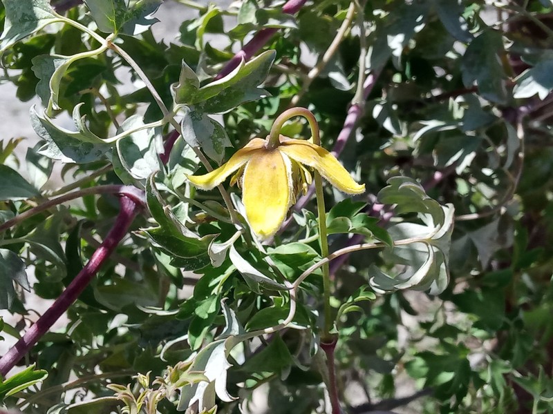 Clematis tibetana var. vernayi photo 2