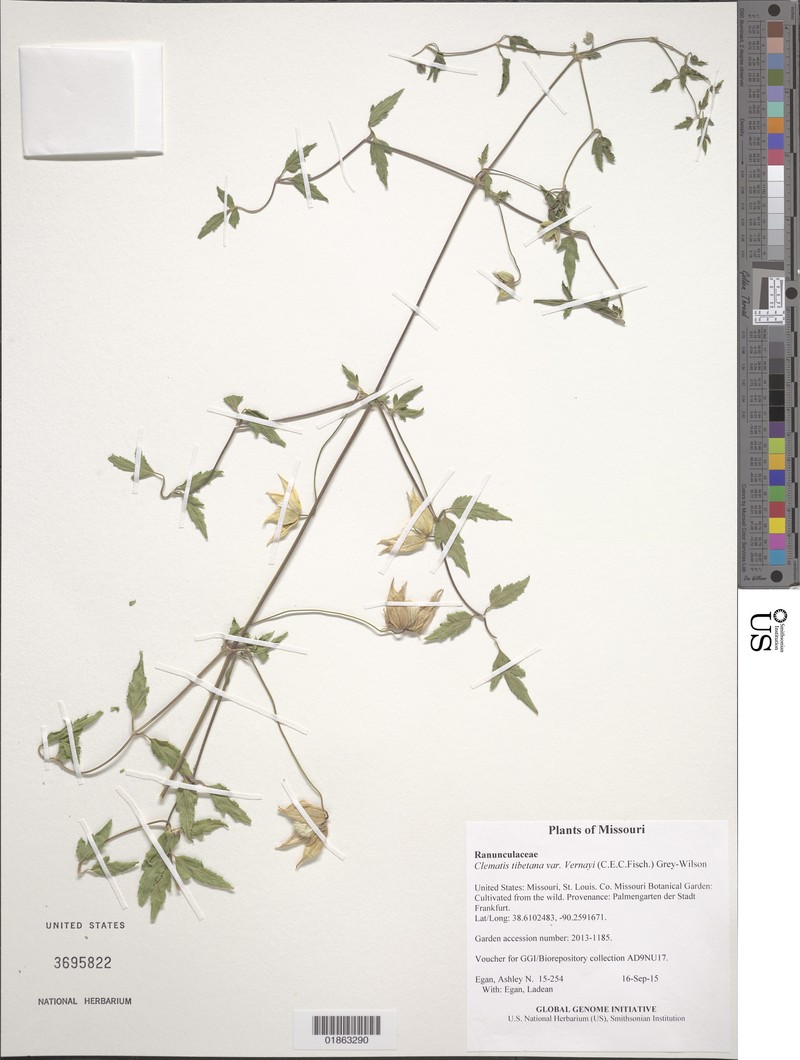 Clematis tibetana var. vernayi photo 3