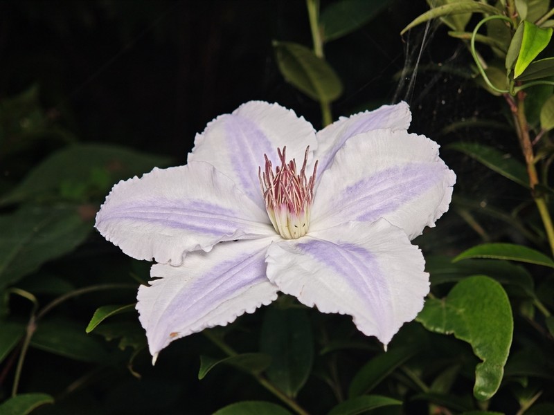 Clematis tientaiensis