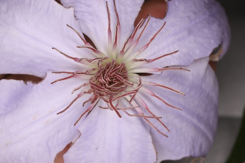Clematis tientaiensis photo 3