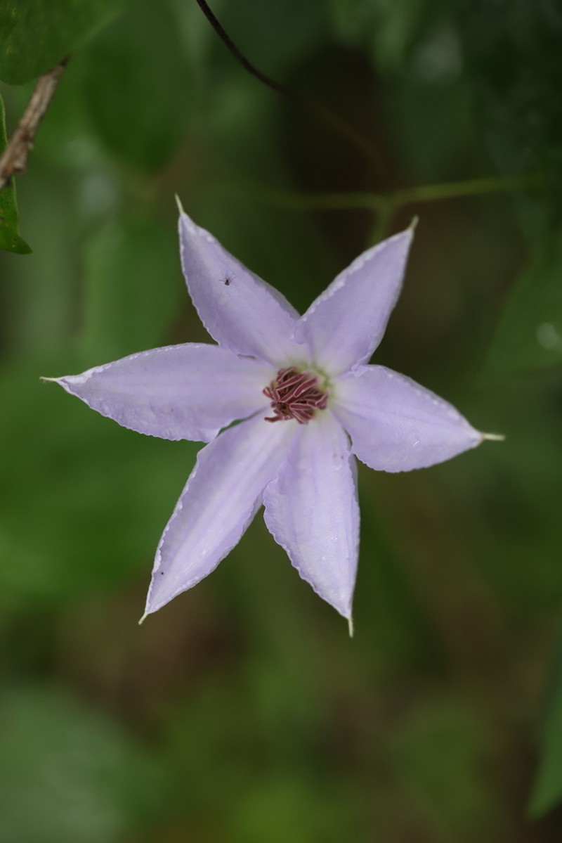 Clematis tientaiensis photo 4