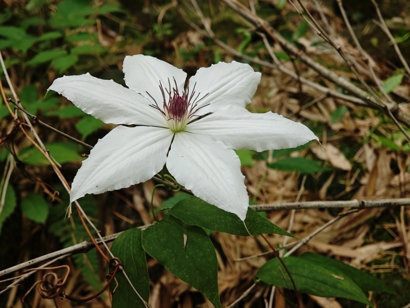 Clematis tientaiensis photo 5