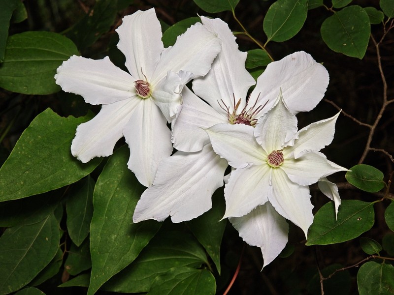 Clematis tientaiensis photo 6