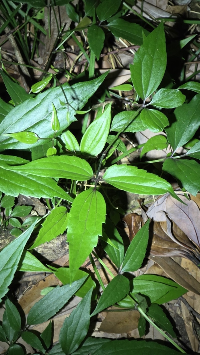 Clematis tinghuensis photo 2