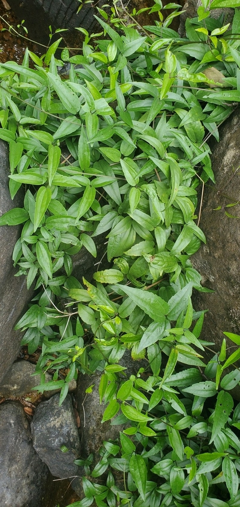 Clematis tinghuensis photo 3