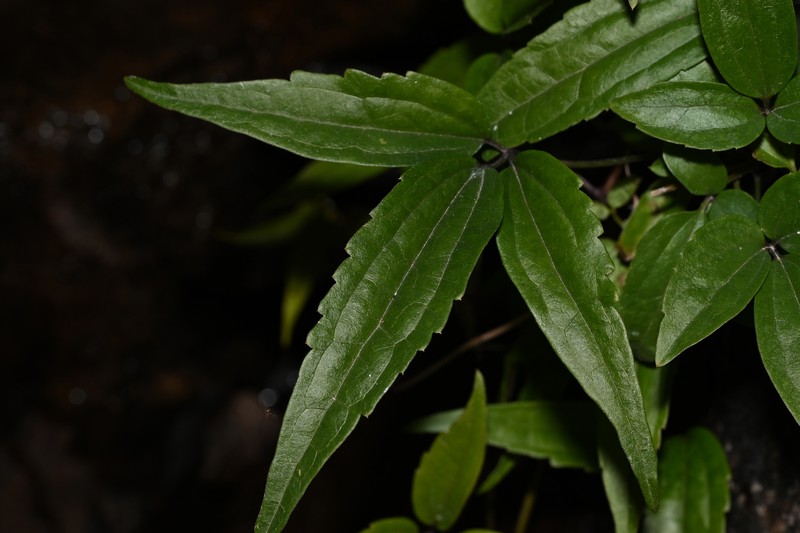 Clematis tinghuensis photo 6