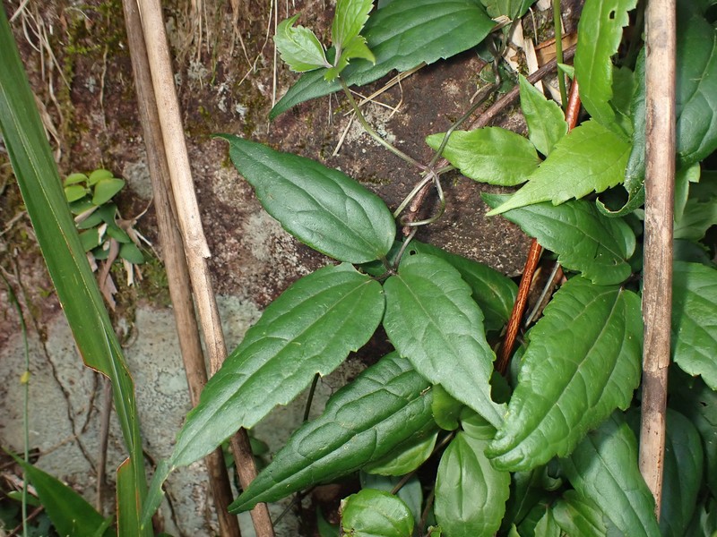 Clematis tinghuensis photo 7
