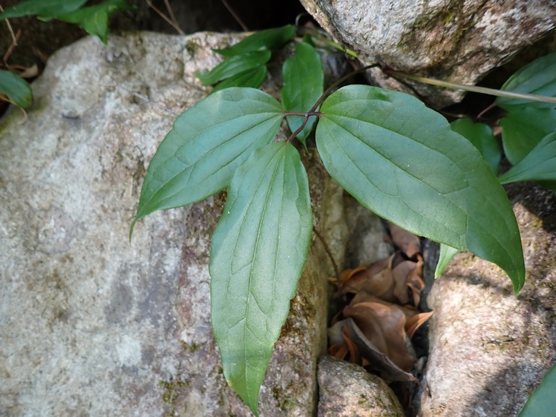 Clematis tinghuensis photo 8