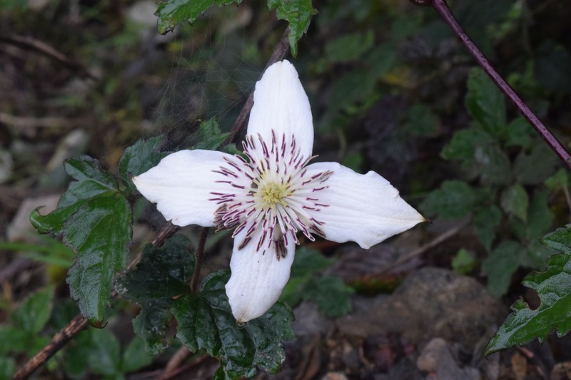 Clematis tongluensis