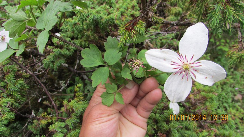 Clematis tongluensis photo 2