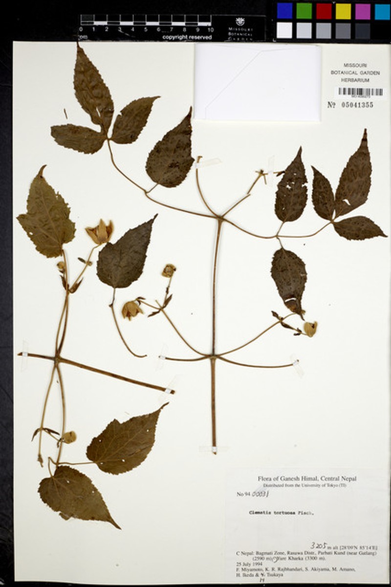 Clematis tortuosa