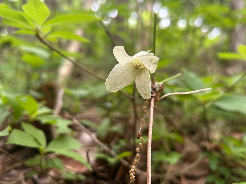 Clematis tosaensis
