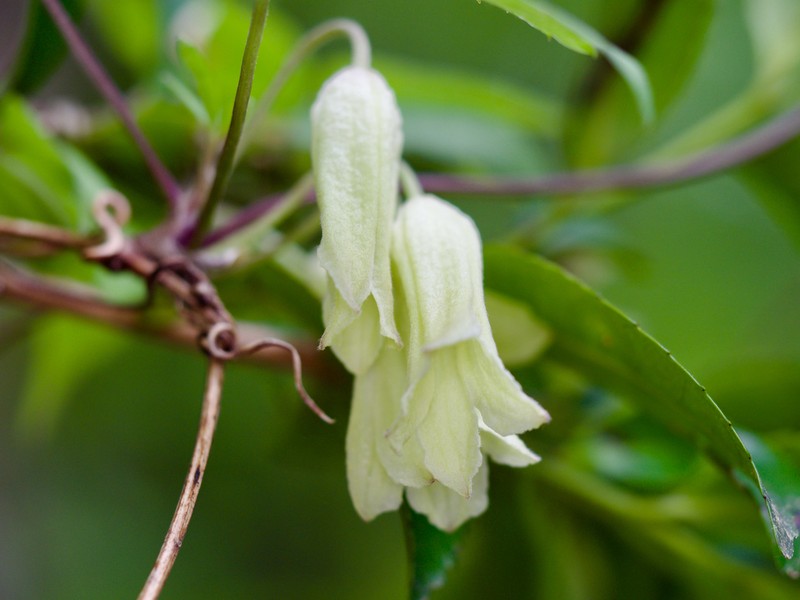 Clematis tosaensis photo 2