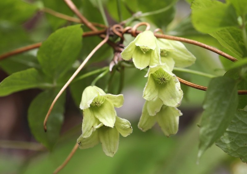 Clematis tosaensis photo 3
