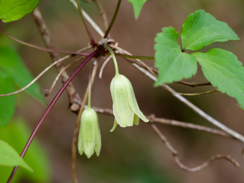 Clematis tosaensis photo 4