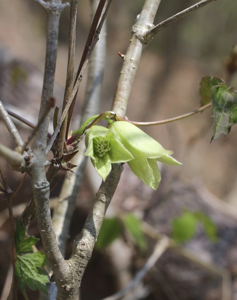 Clematis tosaensis photo 5