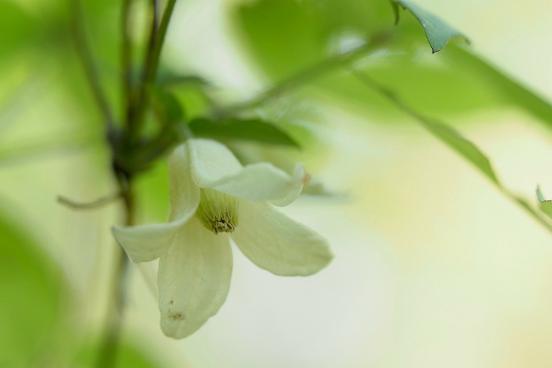 Clematis tosaensis photo 6