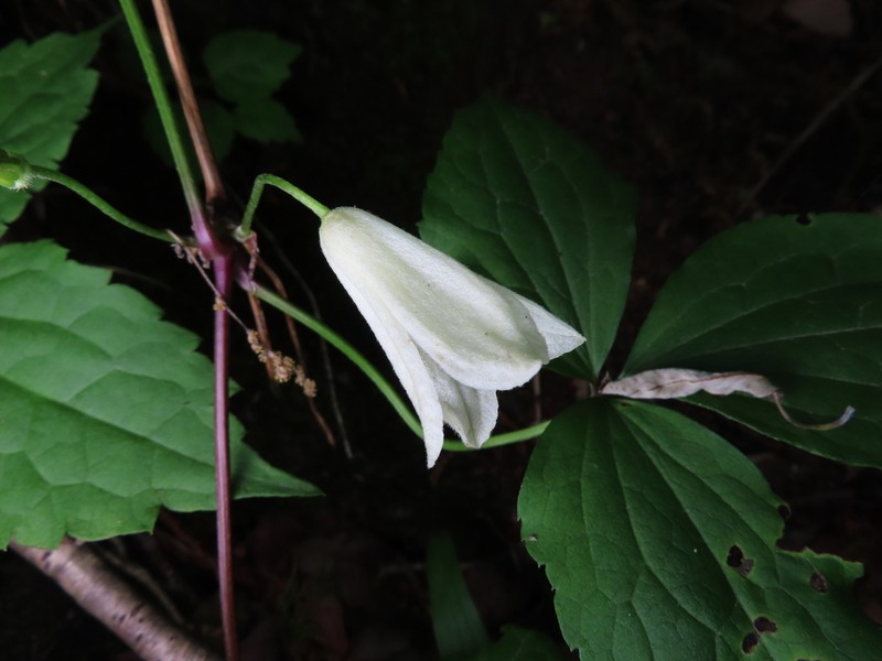 Clematis tosaensis photo 7