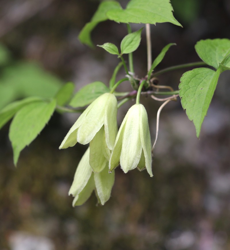 Clematis tosaensis photo 8