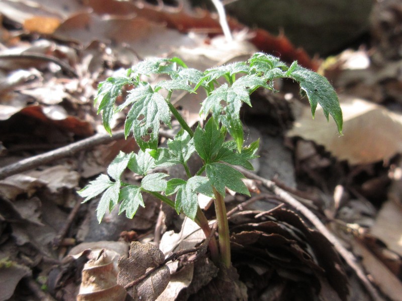 Clematis trichotoma