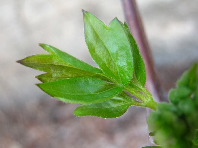 Clematis trichotoma photo 2