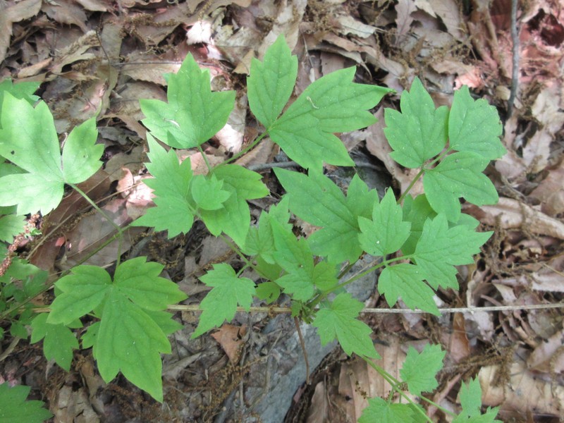 Clematis trichotoma photo 3