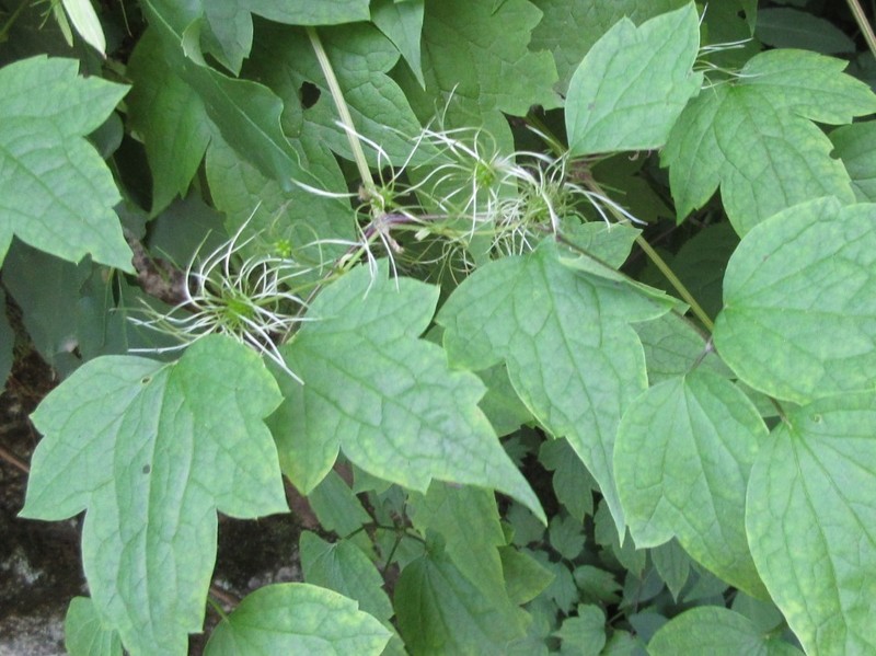 Clematis trichotoma photo 4